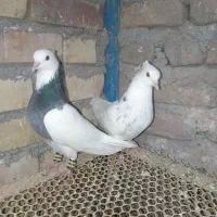 کفتر جفتگاه طوقی