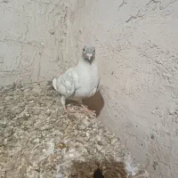 کبوتر زرد هفت رنگ نر و موشی نقره‌ای|پرنده|الوند, |دیوار