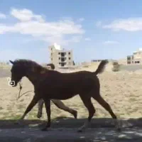 اسب کره ققنوس ولی پور