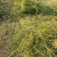 زمین کشاورزی