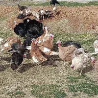 بوقلمون محلی ماده سنگین وزن