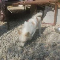 سگ ماده باهوش و خانگی