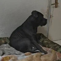 سگ گمشده کنکورسو پیتبول در بابل|حیوانات|بابل, |دیوار