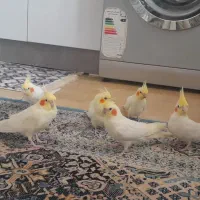 عروس هلندی|پرنده|عنبران, |دیوار