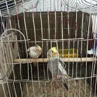 یه جفت عروس هلندی مولد