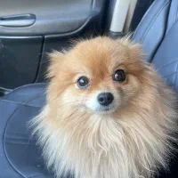 فروش سگ پامر