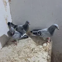 کبوتر کفتر پرنده