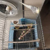 عروس هلندی نروماده|پرنده|اسلام‌شهر, شهرک سعیدیه|دیوار