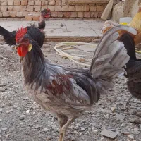 مرغ و خروس جوان طوسی  نوچه جوجه|حیوانات مزرعه|قم, نوقطار|دیوار