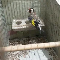 سهره|پرنده|ری, شهادت|دیوار