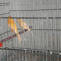 قناری‌سرخ‌‌۷عدد‌نرو‌ماده