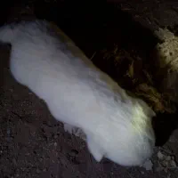 واگذاری پا کوتاه|سگ|سراب, |دیوار