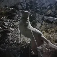 سگ داگو|سگ|یاسوج, |دیوار