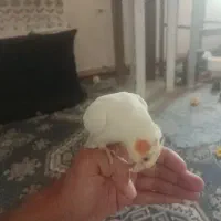 جوجه عروس هلندی 5ماهه