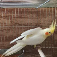 عروس هلندی|پرنده|اصفهان, کوی امیریه|دیوار