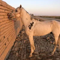 سیلمی نریان عرب|اسب و تجهیزات اسبسواری|نیشابور, باغ نو|دیوار