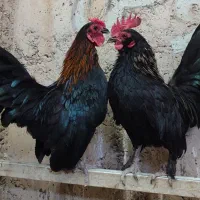 خروس مینیاتوری سبرایت