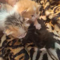 واگذاری  گربه