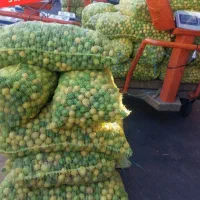 لیمو ترش