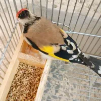 سهره دورگ|پرنده|شیراز, گویم|دیوار