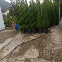 اجاره روزانه/هفتگی/ماهانه ویلا ۱۰۰ متری|اجارهٔ کوتاهمدت ویلا و باغ|چابکسر, |دیوار