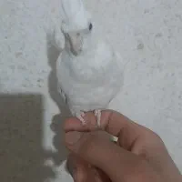 جوجه عروس|پرنده|نظرآباد, صالح آباد|دیوار