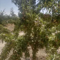 کود کشاورزی هیومیک اسید|خدمات باغبانی و درختکاری|تبریز, |دیوار