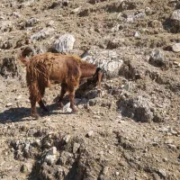 فروش ۴کهره نر معاوضه با بز حامله جوان