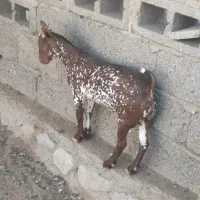 کهرنرنقشی|حیوانات مزرعه|بندرعباس, |دیوار