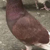 کبوتر گم شده