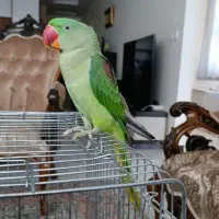 جوجه نر ۶ ماهه شاه طوطی اسکندری