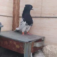 کبوتر‌نروماده|پرنده|شیراز, قلعه نو|دیوار
