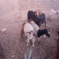 بز و نری