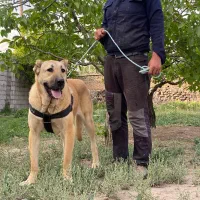 واگزاری سگ ماده سرابی