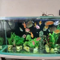 اکواریوم ماهی|ماهی|اصفهان, فردوان|دیوار