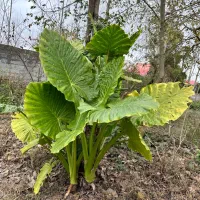 گل بابا ادم