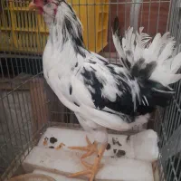 فروش خروس  گلین