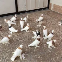کبوترطوقی|پرنده|مبارکه, |دیوار