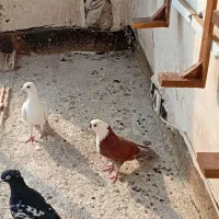 کفترپرشی کلاغ سرخ|پرنده|مشهد, شهید قربانی|دیوار