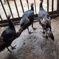 3 عدد بوقلمون نر و ماده|حیوانات مزرعه|اندیمشک, |دیوار