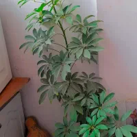 گل طبیعی|گل و گیاه طبیعی|ملایر, |دیوار