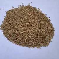 فروش بذر یونجه باکیفیت بازدهی زیاد