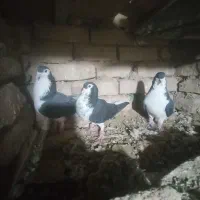 باسلام چند عددکبوترساده کالولی وساده سیاوافشون|پرنده|جلگه رخ, |دیوار