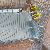 سهره نر|پرنده|کرمانشاه, |دیوار