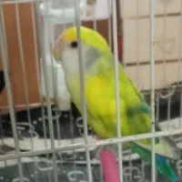 فروش کوتوله برزیلی|پرنده|شیراز, فضل‌آباد|دیوار