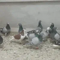 ۳۰ عدد حیون یک دنده|پرنده|تربت‌حیدریه, مسجد جامع|دیوار