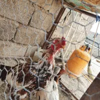 خروس لاری|حیوانات مزرعه|سراوان, |دیوار