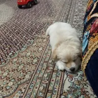 توله سگ شیتزو