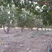 باغ توت فروشی