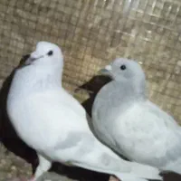 پاکستانی نروماده به زمانت وقفس با هم هست 2300مفت